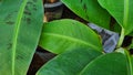 Musa Tropicana dwarf banana plant