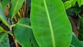 Musa Tropicana dwarf banana plant