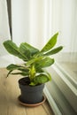 Musa Tropicana dwarf banana plant