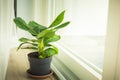 Musa Tropicana dwarf banana plant Royalty Free Stock Photo