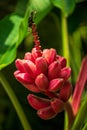 Musa velutina, the hairy banana or pink banana, diploid species of wild banana Royalty Free Stock Photo