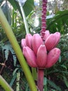 Musa velutina, the hairy banana or pink banana, Royalty Free Stock Photo