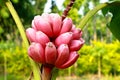 Musa velutina, the hairy banana or pink banana Royalty Free Stock Photo