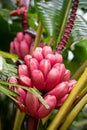 Musa velutina, the hairy or pink banana Royalty Free Stock Photo