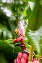 Musa velutina, the hairy or pink banana Royalty Free Stock Photo