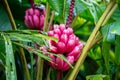 Musa velutina, the hairy or pink banana Royalty Free Stock Photo