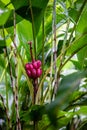 Musa velutina, the hairy or pink banana Royalty Free Stock Photo