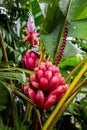 Musa velutina, the hairy or pink banana Royalty Free Stock Photo