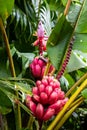 Musa velutina, the hairy or pink banana Royalty Free Stock Photo