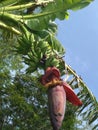 Musa x paradasica or banana flower bunches on tree plant in the field Royalty Free Stock Photo