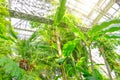 Musa Young banana growing in the tropics. Bananas on the tree. Musaceae family in greenhouse Royalty Free Stock Photo