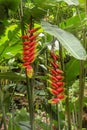 Musaceae Heliconia plant in a tropical garden, known as heliconia rostrata, lobster claw and parrot peak, red yellow flower with