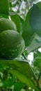 Musambi Sweet lemon Royalty Free Stock Photo