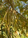 Musang King Durian Trees in Bukit Lawang Royalty Free Stock Photo