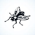 Fly. Vector drawing Royalty Free Stock Photo