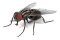 Musca domestica - common fly