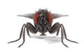 Musca domestica - common fly