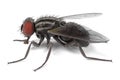 Musca domestica - common fly