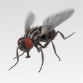 Musca domestica - common fly