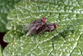 Musca domestica - insects mate on a green leaf