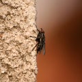 Musca domestica on wall