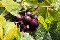 Muscadine Dark Purple Grapes Growing on a Vine