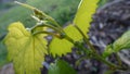 Muscadine grape buds and leaves in early Spring