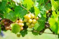 Muscadine Grape fruit on the branch in the harvest season in Florida