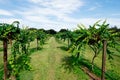 Muscadine Grape tree in the harvest season in Florida Royalty Free Stock Photo