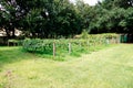 Muscadine Grape tree in the harvest season in Florida Royalty Free Stock Photo