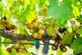 Muscadine Grape tree in the harvest season in Florida Royalty Free Stock Photo