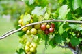Muscadine Grape tree in the harvest season in Florida Royalty Free Stock Photo