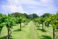 Muscadine Grape tree in the harvest season in Florida Royalty Free Stock Photo