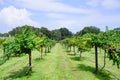 Muscadine Grape tree in the harvest season in Florida