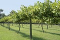 Muscadine Grape Vineyard Royalty Free Stock Photo