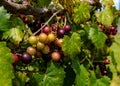 Muscadine grapes growing in southern Florida Royalty Free Stock Photo