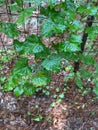 Muscadine Grapevine Vitis rotundifolia. Closeup. Invasive