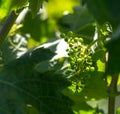 Muscadine Green Grapes Growing in Vineyard Royalty Free Stock Photo