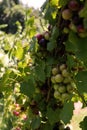 Muscadyne grapes in a vineyard