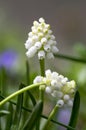 Muscari armeniacum album in bloom, white grape hyacinth white flowering plant, Royalty Free Stock Photo