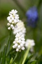 Muscari armeniacum album in bloom, white grape hyacinth white flowering plant, Royalty Free Stock Photo