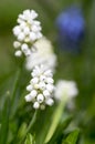 Muscari armeniacum album in bloom, white grape hyacinth white flowering plant, Royalty Free Stock Photo