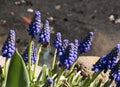 Muscari armeniacum. Armenian grape hyacinth blooms in the early spring garden. Royalty Free Stock Photo