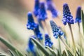 Muscari armeniacum Blue Grape Hyacinth blooming in the garden Royalty Free Stock Photo