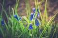 Muscari armeniacum Blue Grape Hyacinth blooming in the garden Royalty Free Stock Photo