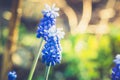 Muscari armeniacum Blue Grape Hyacinth blooming in the garden Royalty Free Stock Photo