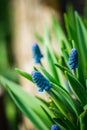 Muscari armeniacum Blue Grape Hyacinth blooming in the garden Royalty Free Stock Photo