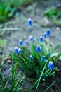 Muscari armeniacum Blue Grape Hyacinth blooming in the garden Royalty Free Stock Photo