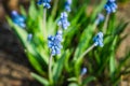 Muscari armeniacum Blue Grape Hyacinth blooming in the garden Royalty Free Stock Photo