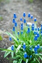 Muscari armeniacum Blue Grape Hyacinth blooming in the garden Royalty Free Stock Photo